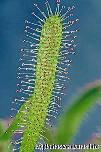 caracteritisticas drosera capensis planta carnivora