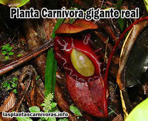 planta carnívora gigante real