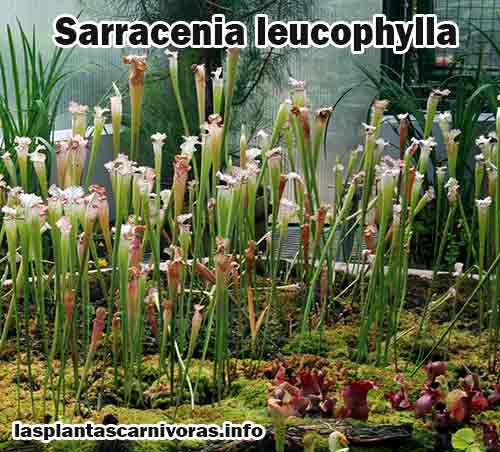 planta sarracenia leucophylla cuidados