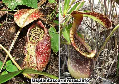 caracteristicas de la nepenthes rafflesiana planta carnivora