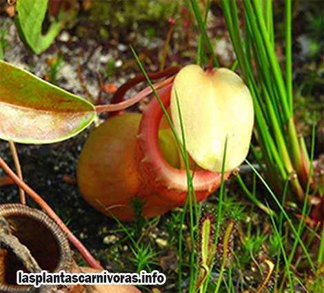caracteristicas nepenthes ventricosa planta carnivora