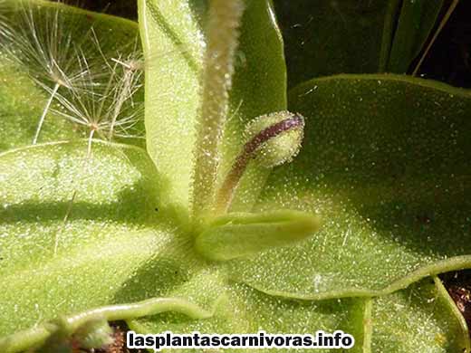 caracteristicas de la pinguicula vulgaris reproduccion