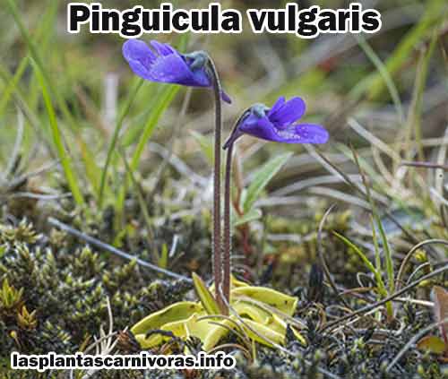 planta carnivora pinguicula vulgaris