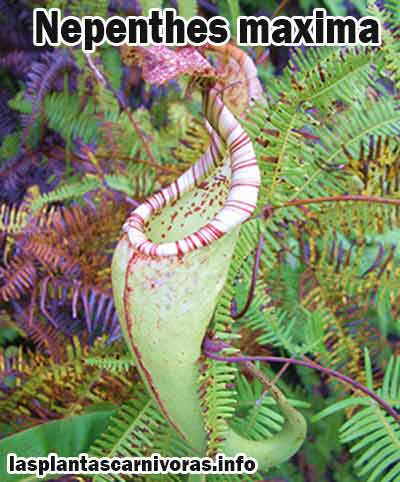 planta nepenthes maxima habitat