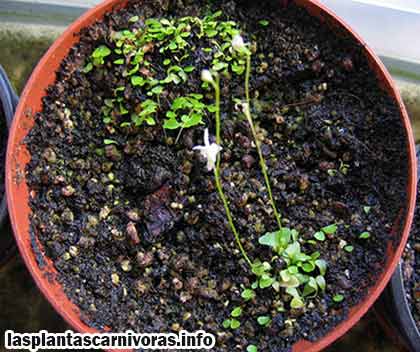 planta utricularia sandersonii caracteristicas
