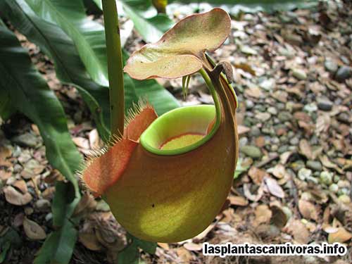 nepenthes plante carnivore reproduction