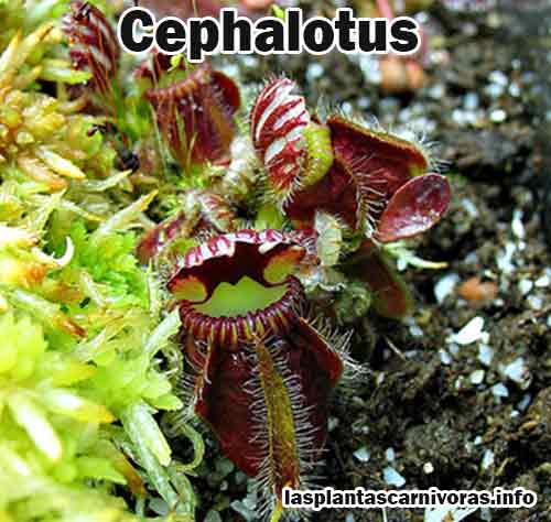 fleischfressende Pflanze des Cephalotus