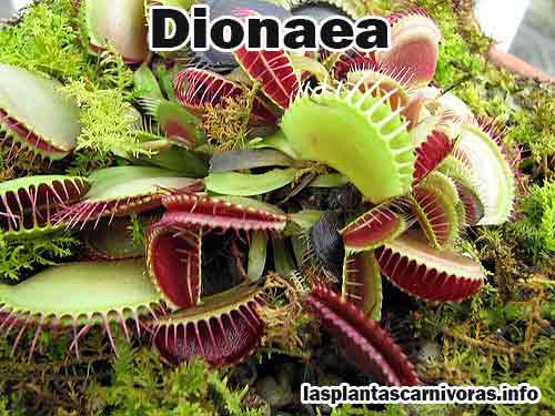 Merkmale der fleischfressenden Pflanze Dionaea