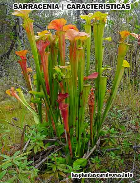 carnivorous plant Sarracenia cares