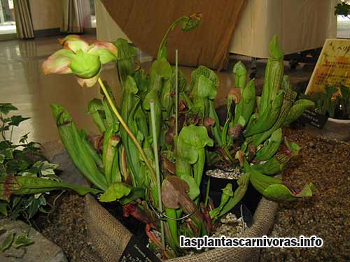 Hybrids of the Sarracenia insectivora plant